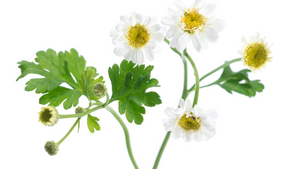 Chamomile - Nature's Soothing Elixir for Your Skin