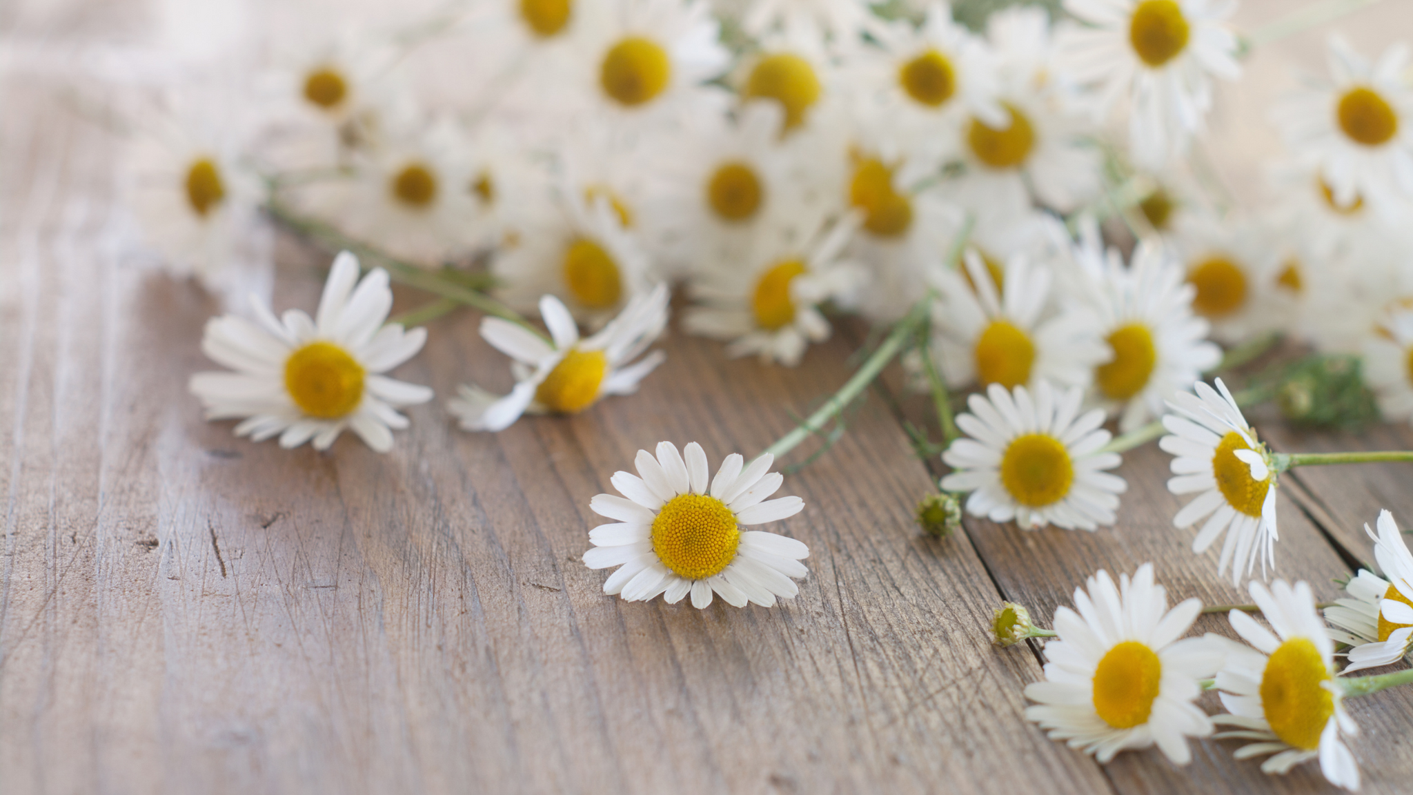 Chamomile - Ingredient Spotlight